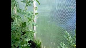 Как формировать АРБУЗЫ В ТЕПЛИЦЕ. Выращивание арбузов в Сибири.