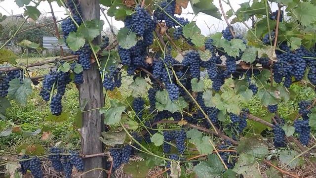 Сорт винограда Маршал Фош. смотреть онлайн