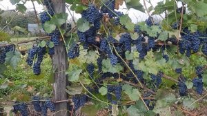 Сорт винограда Маршал Фош.