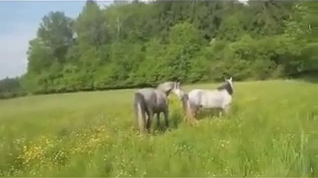 Если б я имел коня или конь имел меня!)) Прикол!!! смотреть онлайн