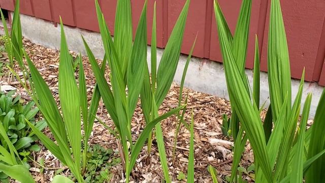 Crocosmia Plant Chat ? QG Day 32 смотреть онлайн