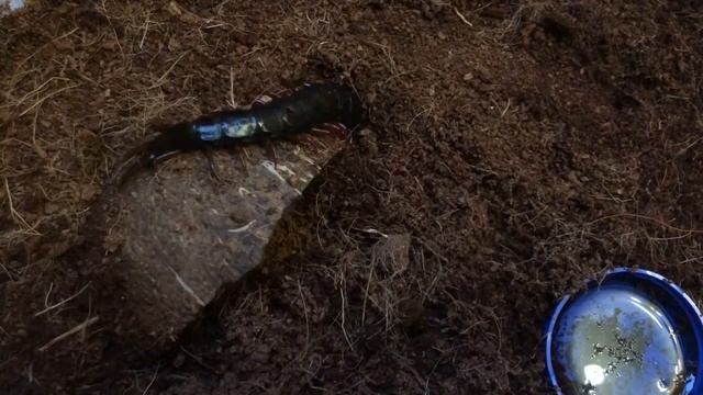 Сколопендра вышла ПОГУЛЯТЬ 😏 смотреть онлайн