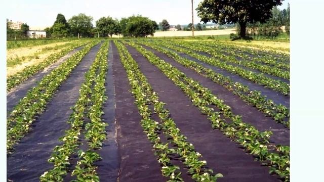 Огород без хлопот – уменьшаем количество прополок смотреть онлайн