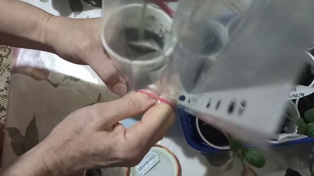 Прививка арбузов на лагенарию. Простой способ 100  результат. Даже для людей с плохим зрением!