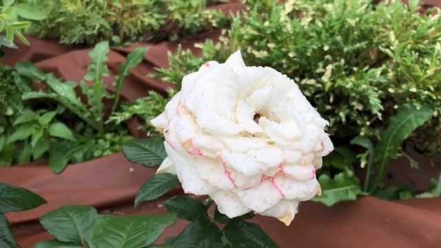 Дачный Vlog | летняя обрезка ФЛОКСОВ | дорожки своими руками и тд | Заброшенная дача смотреть онлайн