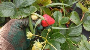 Клубника сортов Кабрилло и Мальга или почему я убираю Альбион.....