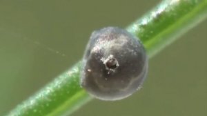 Трихограмма — биологическое средство защиты растений.