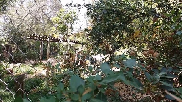Lisbon Zoo - Tigers and Lions - Portugal HD смотреть онлайн