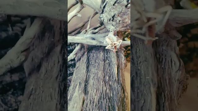 кормление совы сплюшки смотреть онлайн