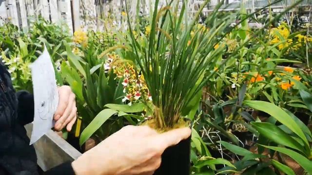 OFFERTA ORCHIDEE IN BOCCIOLO DI INIZIO MARZO, in omaggio Dendrobium pierardii e libro смотреть онлайн