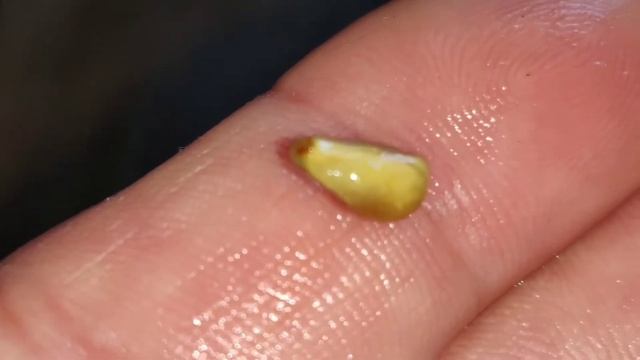 ОРГАНИЧЕСКИЙ ВИНОГРАДНЫЙ СУПЕРСОК- ORGANIC GRAPES SUPER JUICE ! МОЙ САМЫЙ ПЕРВЫЙ СОК! смотреть онлайн
