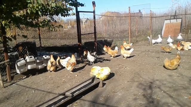 Мини мясные палевые куры смотреть онлайн