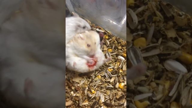 HAMSTER PARIENDO смотреть онлайн