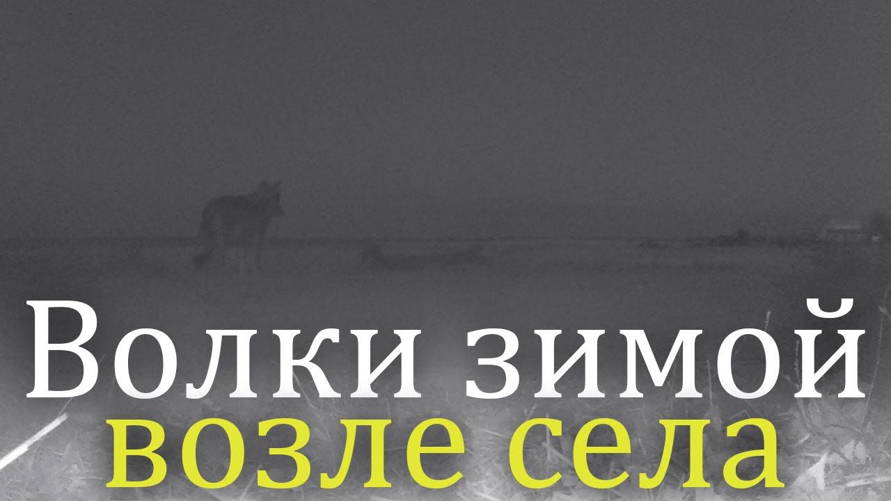 Волки рано утром бродят возле села, Херсонская область / Wolves смотреть онлайн