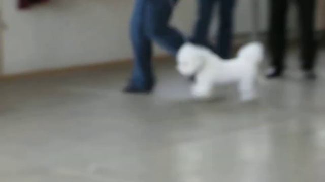 монопородная выставка бишон фризе смотреть онлайн