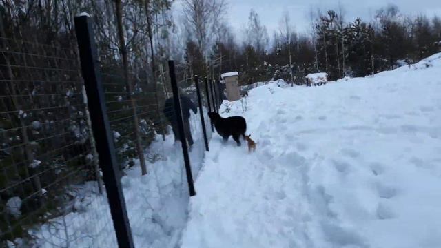 Алабай охраняет территорию смотреть онлайн