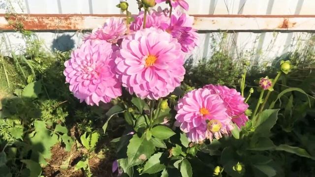 Обзор георгины Лилак тайм (lilac Time)