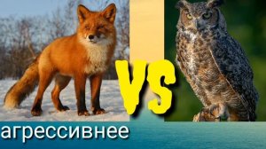 Лиса против совы (филина)