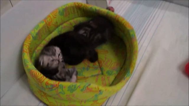 Котятки смотреть онлайн