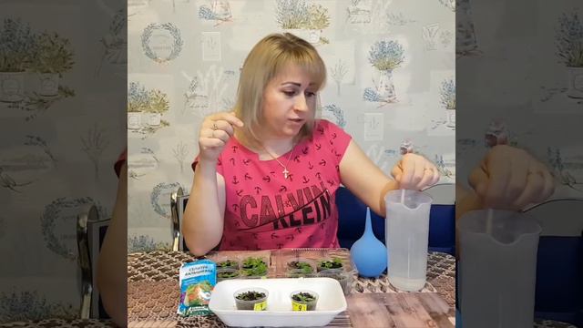 🌱☝️Вторая подкормка рассады питунии 🌺🌺 смотреть онлайн