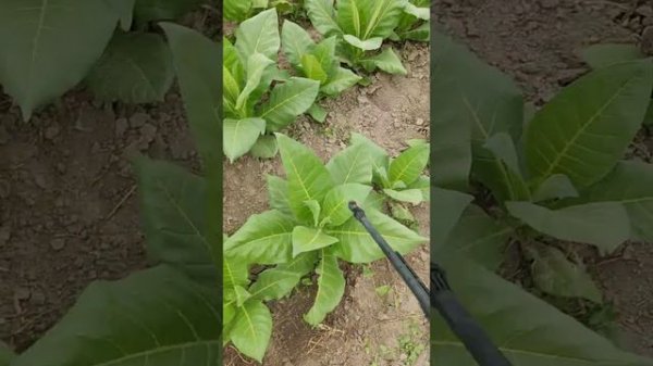 обработка горчицей от насекомых