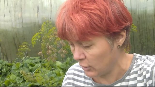 Обрезала усы у землянике Какие сорта есть в наличии смотреть онлайн