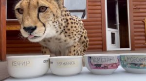 Неожиданный выбор гепарда Герды! Удивительная кошка!