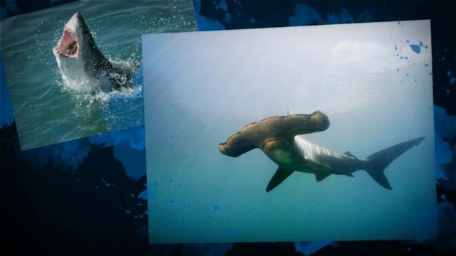 Kidzone Animals: Sharks смотреть онлайн
