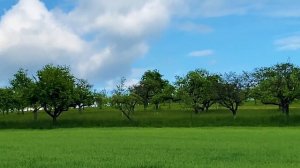 Готовлю гущу для белого кваса//Скоро результат//Успеваем гулять и не промокнуть