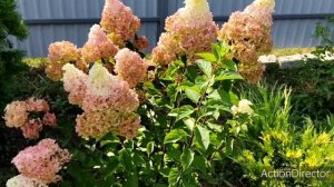 Гортензия метельчатая "Фрайз Мелба" в августе.