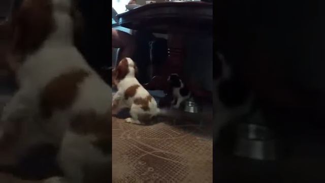 Нестор и Никанор. г .Москва смотреть онлайн