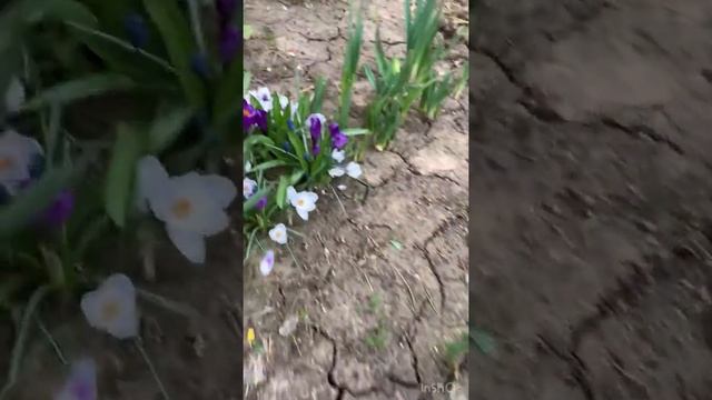 Крокусы все ещё цветут смотреть онлайн