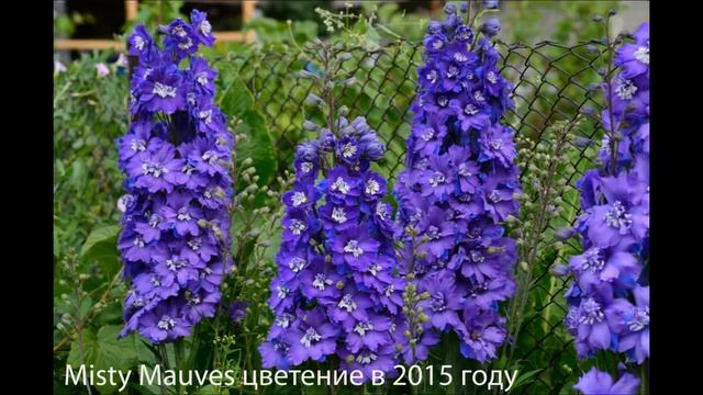 Дельфиниумы Dusky Maidens и Moonlight Blues. Delphiniums Dusky Maidens and Moonlight Blues смотреть онлайн