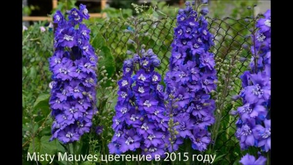 Дельфиниумы Dusky Maidens и Moonlight Blues. Delphiniums Dusky Maidens and Moonlight Blues