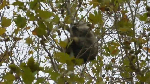 Анапа. Енот на дереве.) 10.11.21 смотреть онлайн