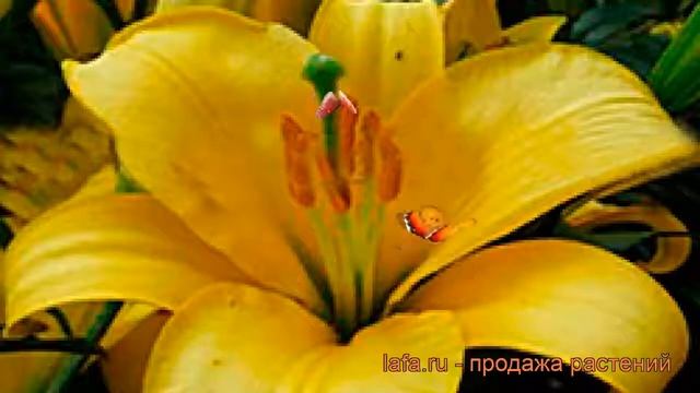 Лилия трубчатая Йеллоу Планет (lilium) ? обзор: как сажать, луковицы лилии Йеллоу Планет смотреть онлайн