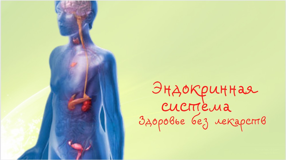 Эндокринная система | Здоровье без лекарств