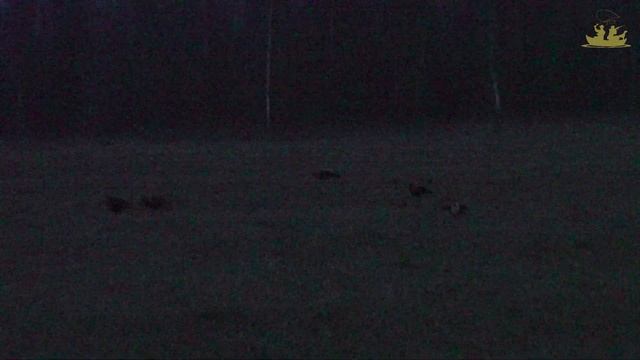 Есть такие моменты когда слова не нужны! | На тетеревином току. |Весенняя охота. смотреть онлайн