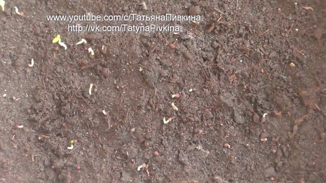 ПРИМУЛА (многолетник) всходы 11 марта 2016 год смотреть онлайн