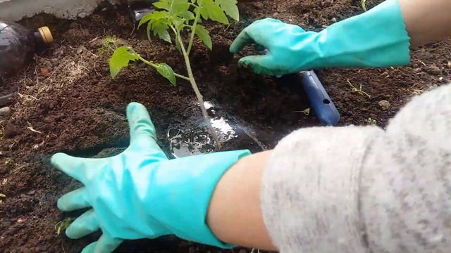 ТРИ СПОСОБА ПОСАДКИ ТОМАТОВ смотреть онлайн