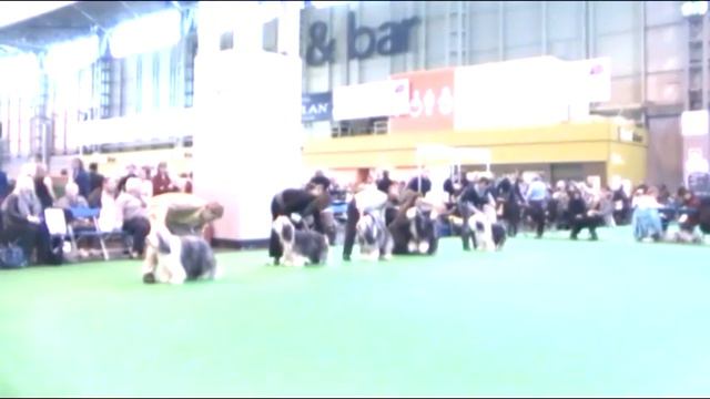 Crufts 2010 Déborah0.mp4 смотреть онлайн