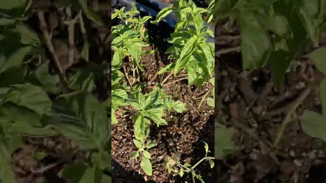 Seed Dropping in the Raised Bin Desert Farmscape - Calendula Shiso Cress Dandelion & 2 Radish Types смотреть онлайн