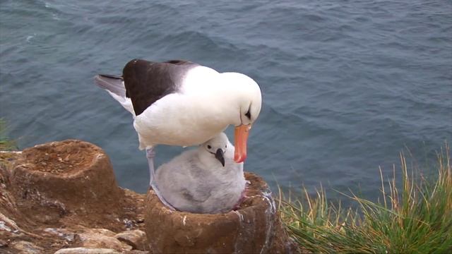 Albatros смотреть онлайн