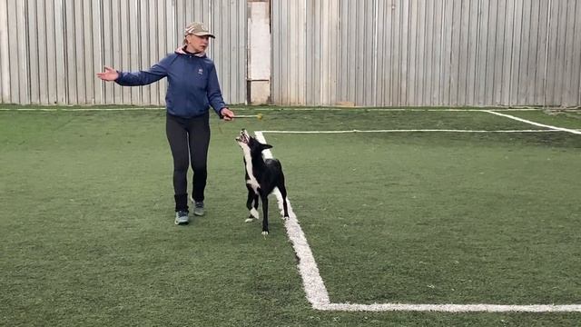 Как научить собаку командам Дрессировка собаки Танцы с собакой Брина. Таргет. 01.05.2023 г смотреть онлайн