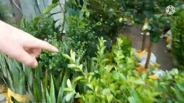Бишкек көчөт базар туя алма өрүк карочи баары бар аягына чейин көрүңүздөр 06 Март 2022жыл смотреть онлайн