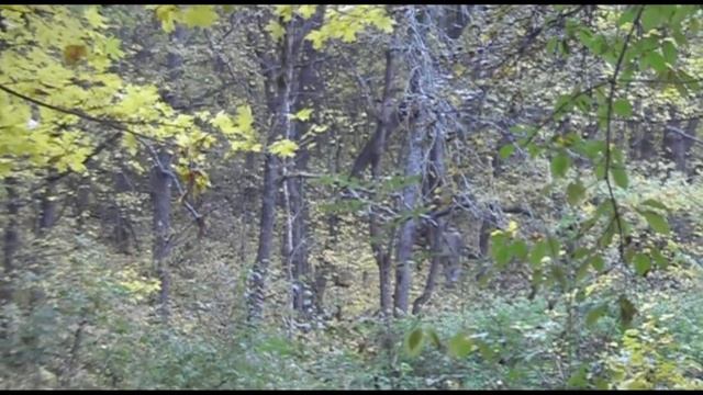 Фортуна М 3 Экстремальный коп под дождём в глухом дубовом лесу .№71 смотреть онлайн