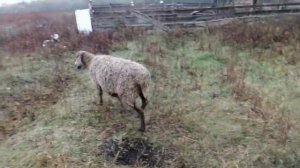 Короткий обзор про барашков /ЖИЗНЬ В ДЕРЕВНИ/