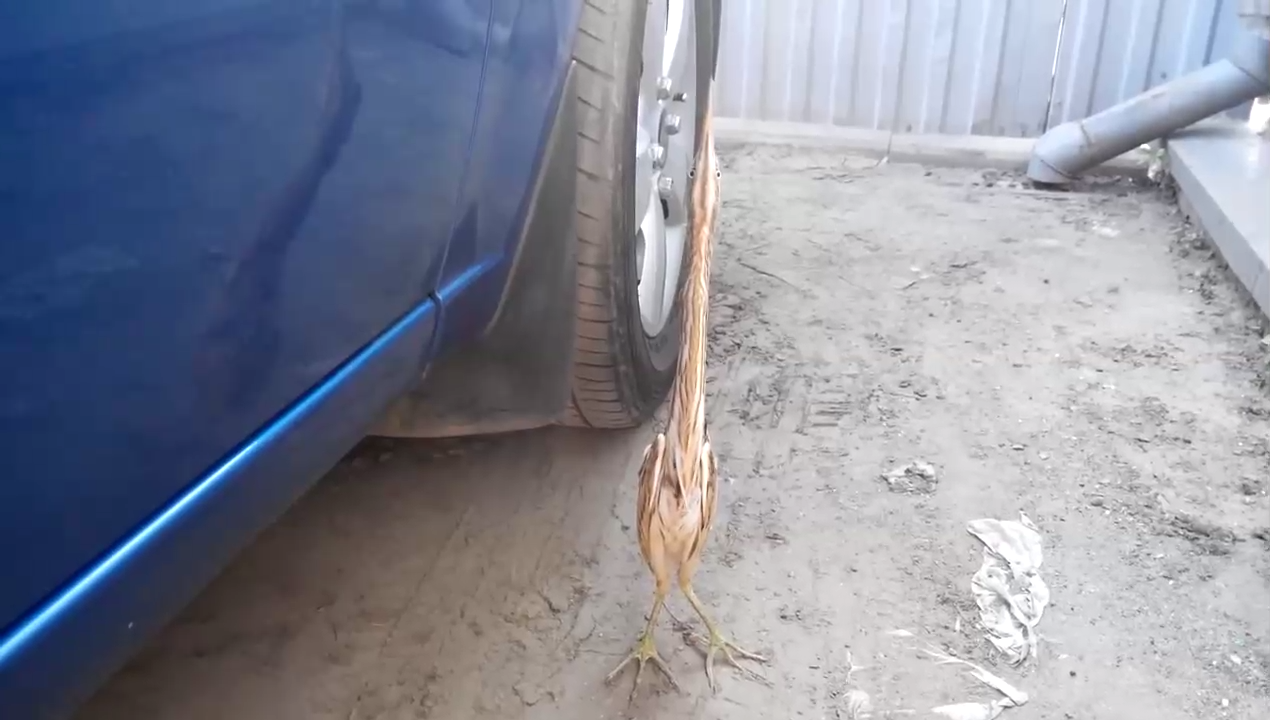 Выпь. Смешная птица смотреть онлайн