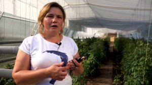 50 соток интенсивных теплиц на болоте
