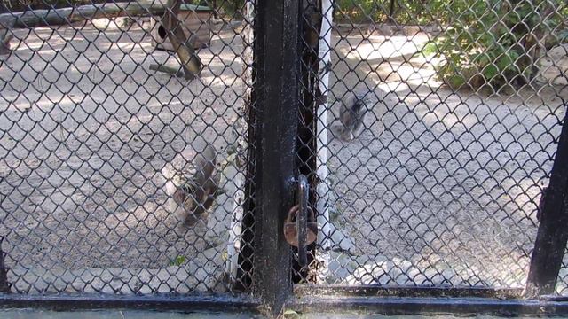 Манулы хотят общаться 18.09.18 смотреть онлайн